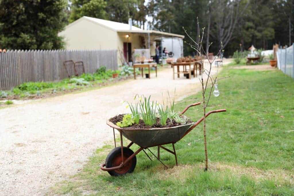wheelbarrow planter