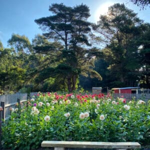 Flower Farm Tours ~ November 2025 through April 2026